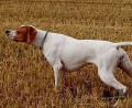 Pedigree CLASTIDIUM FRINE Pedigree CLASTIDIUM FRINE